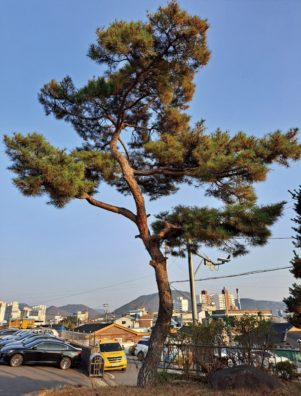 201213 함안성당 소나무(홈피용).jpg